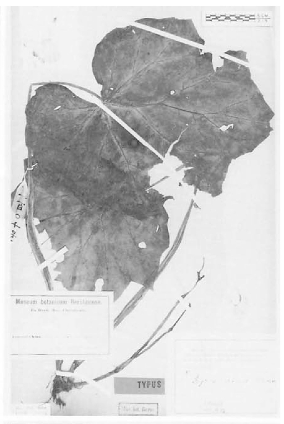 B. dielsiana